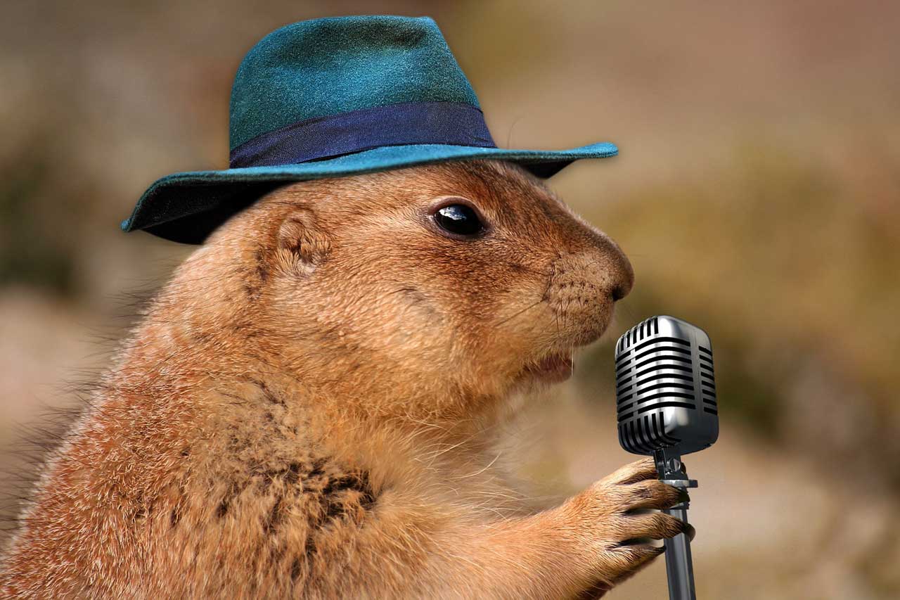 prairie dog-1470659_1920