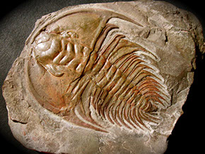 tribolite2